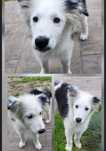 Border Collie- szczeniaczek Samiec - Zigi- chip, rodowód- WKU, PPK