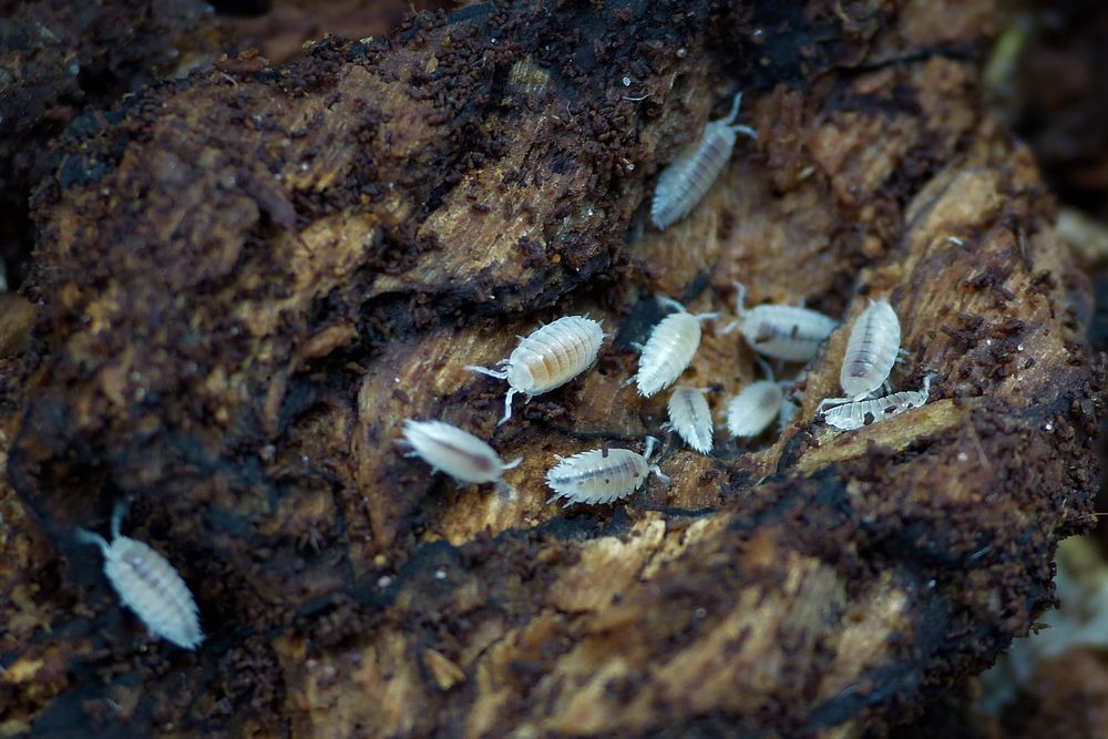 Stonogi tropikalne Trichorhina tomentosa