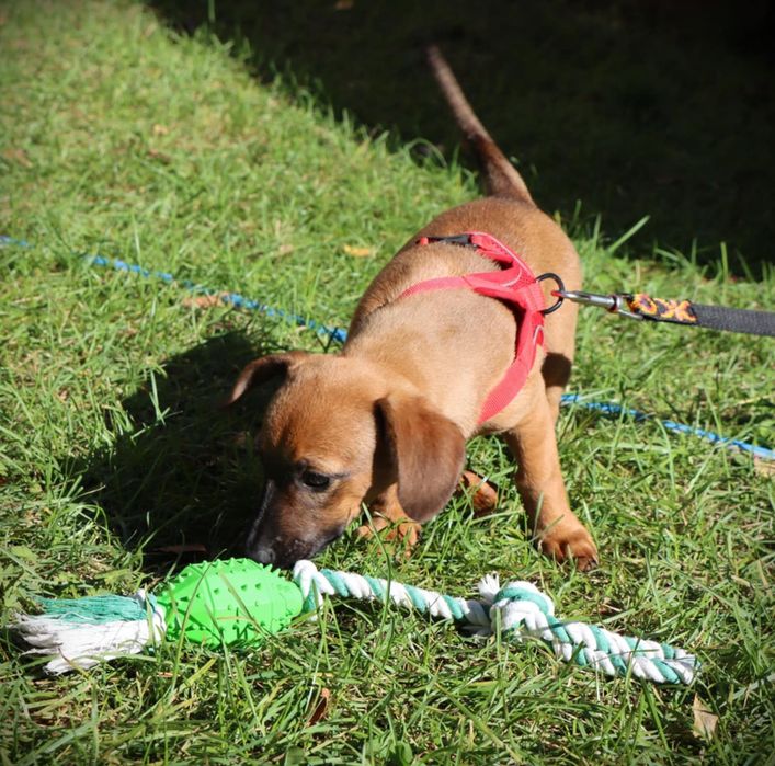 Wenus nadal szuka domku