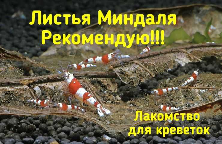 Мох , минералы, креветки кристалл, листья миндаля