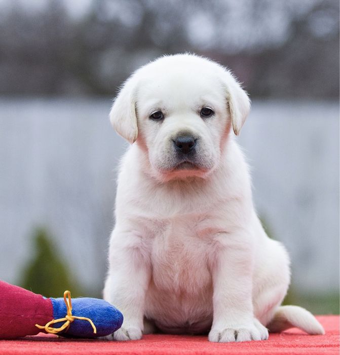 Мишки Лабрадор Ретривер щенки питомника с Доставкой оплата по факту