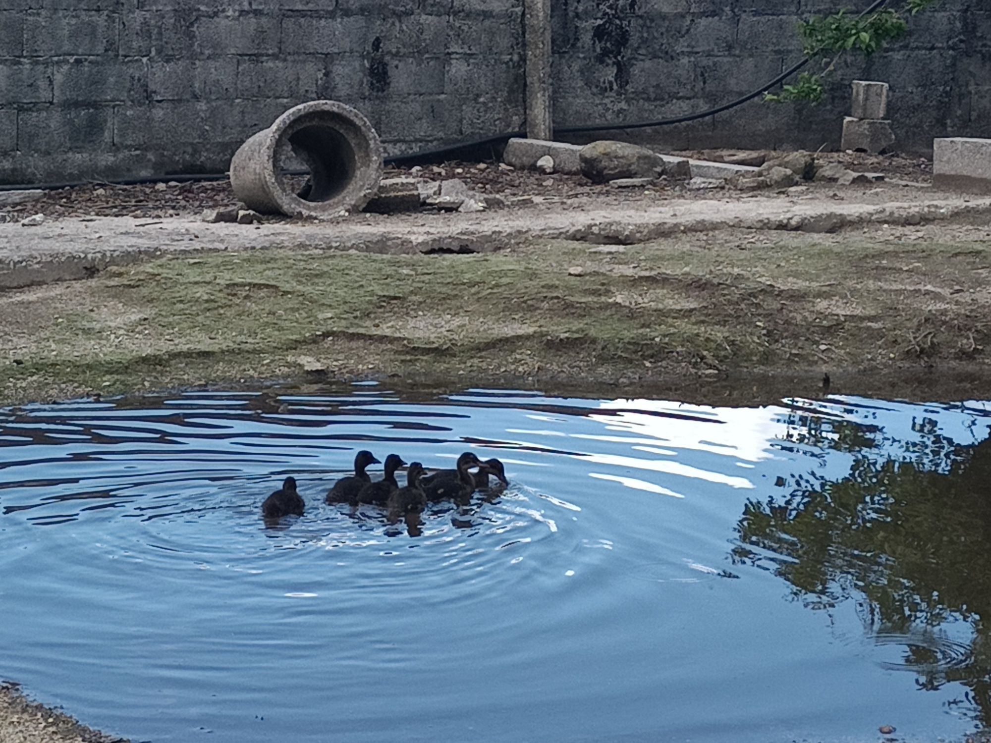 Patos reais - casal