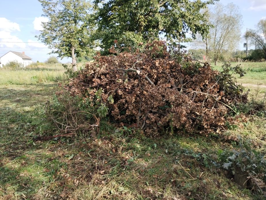 Gałęzie dąb,kasztan 50/50. Szczukwin