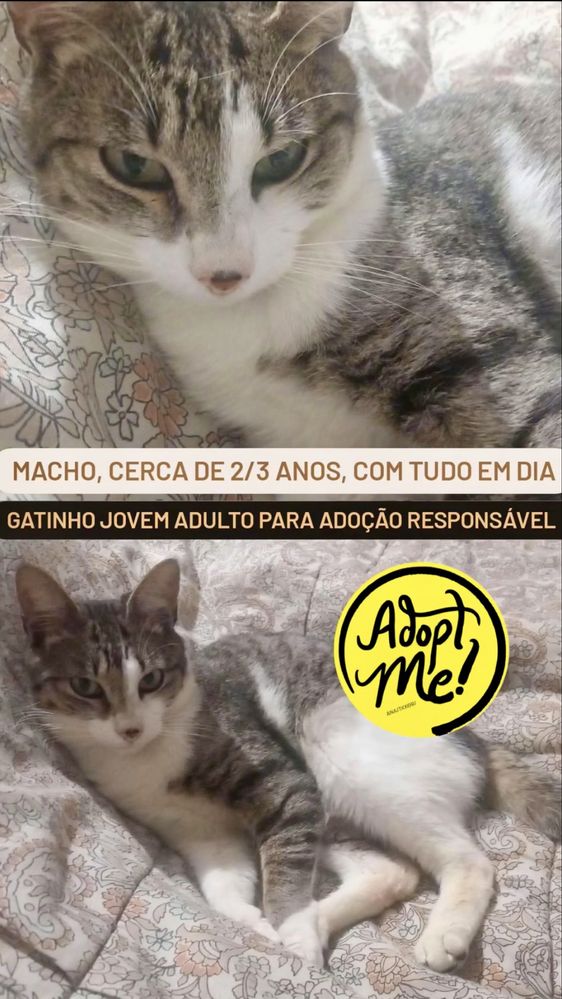 Gato adulto para adoção responsável