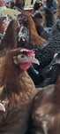 Kury nioski z własnej hodowli ! Tetra Sendi ISA Dominant Leghorn !