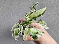 Syngonium kolekcjonerskie Starlite hydroponika