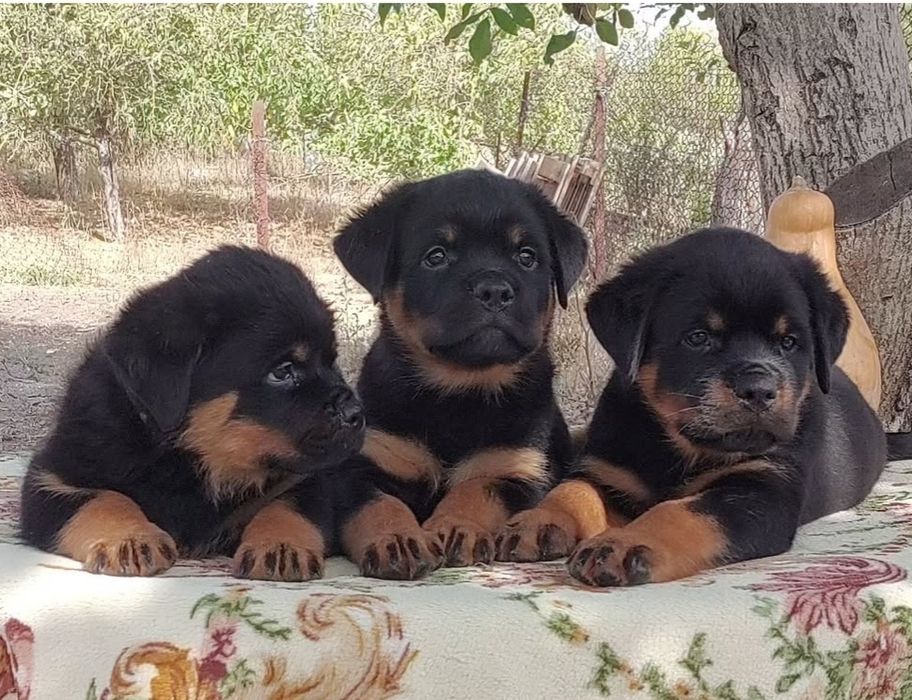 Ротвейлер с родословной КСУ.