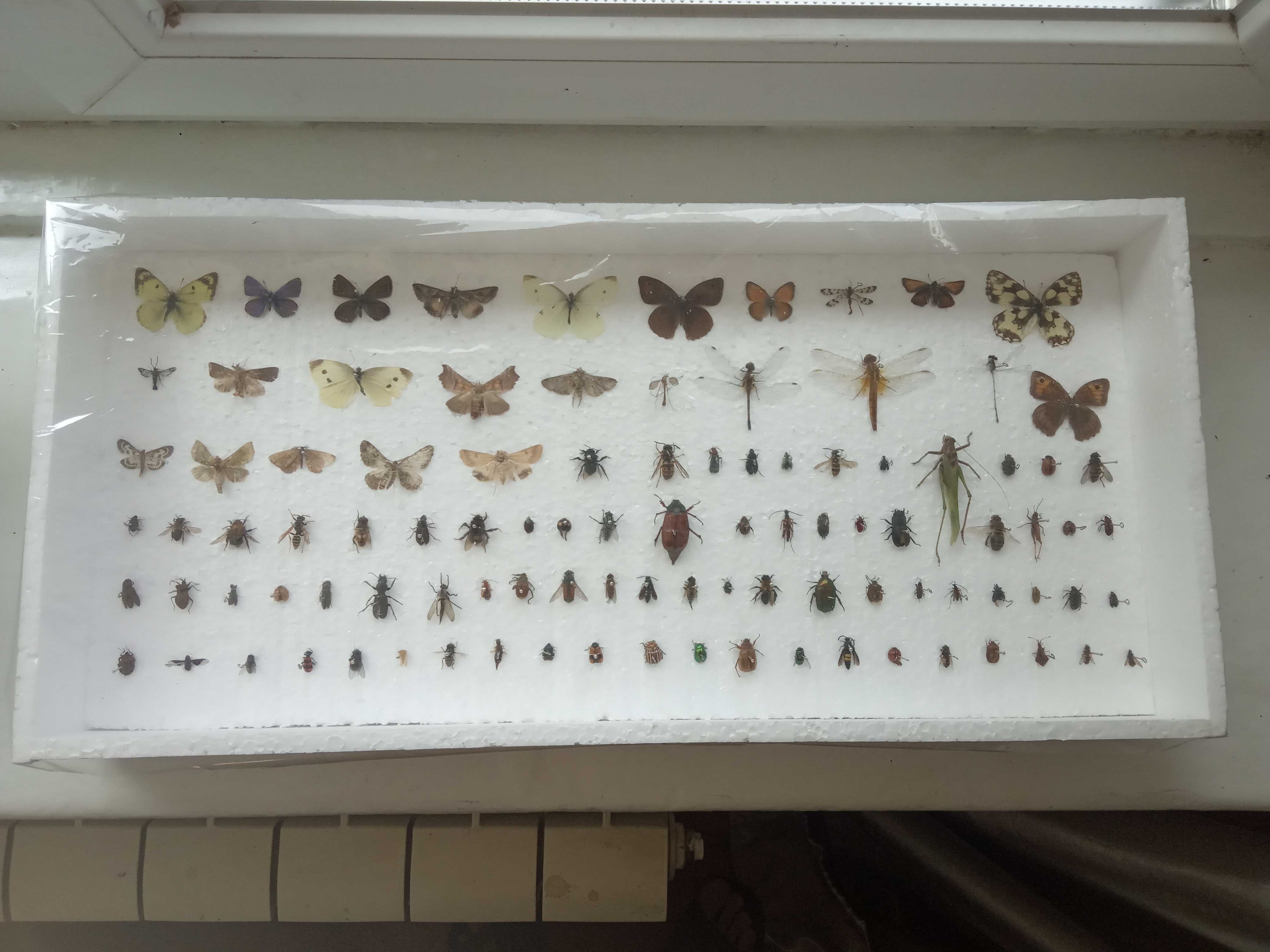 насекомые,бабочки,комахи.