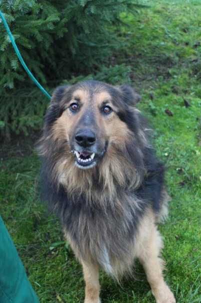 097109 Armin do adopcji