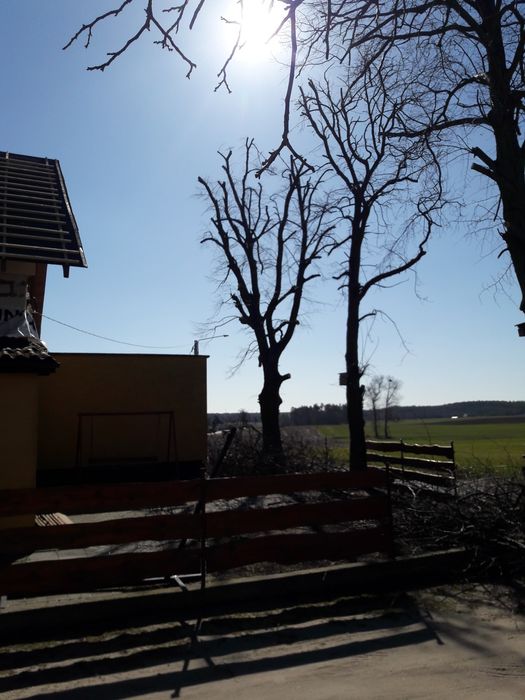 Wycinka drzew,czyszczenie działek, Karczowanie, mulczer