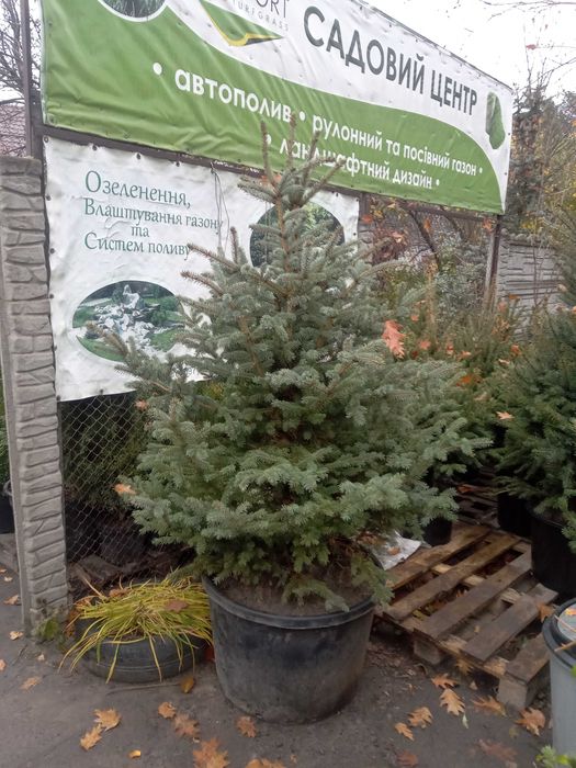 Ель Глаука, Сербская, Смерека. от двух до четырех метров.Большой выбор