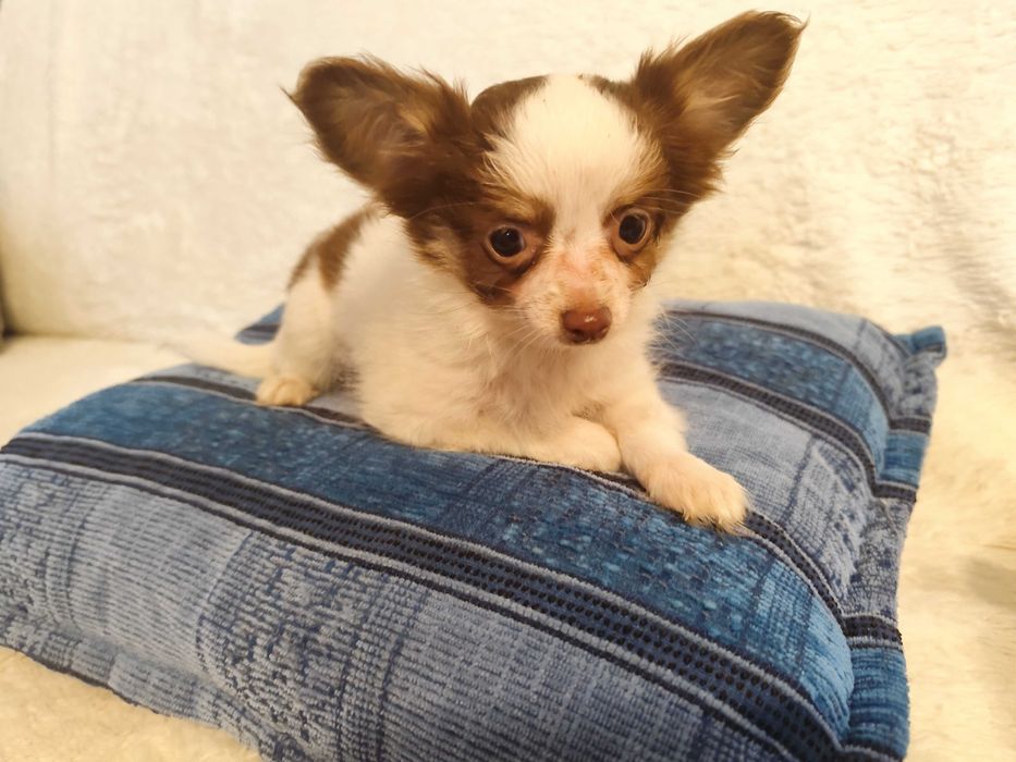 Piesek biało brązowy chihuahua