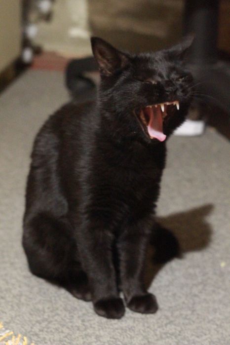 Котенок в поисках семьи. Черные котята ищут дом