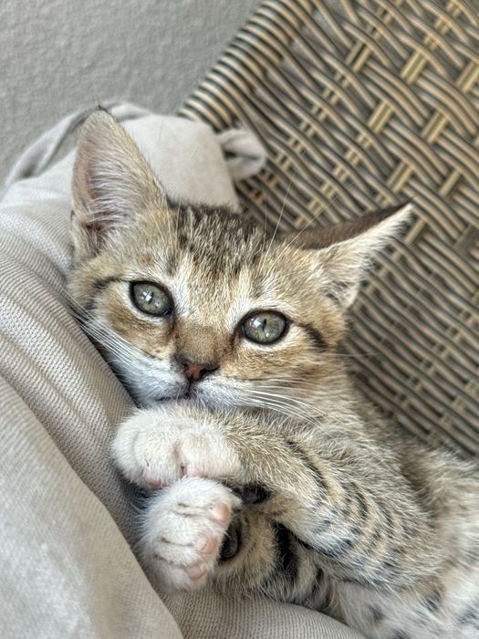 Віддам кошенят у добрі руки