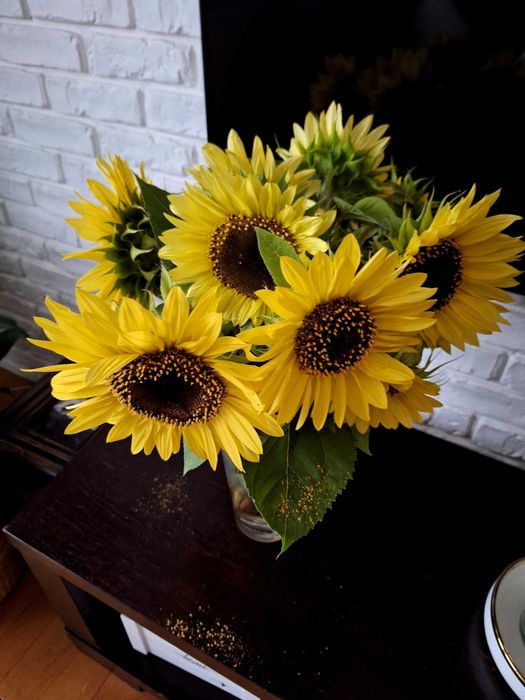 Słonecznik Kwiatowy nasiona