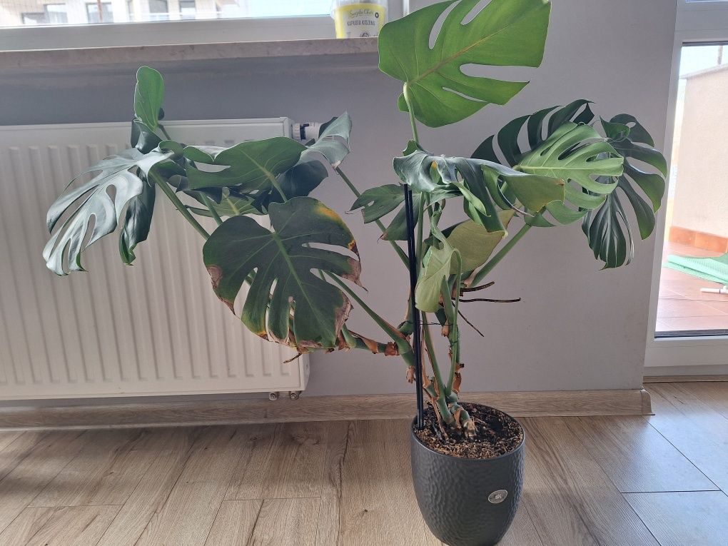 Monstera duża zdrowa