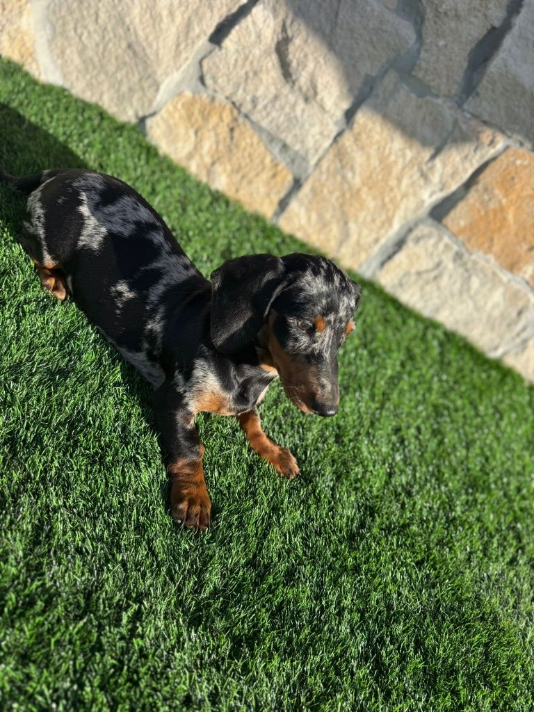 Teckel Black merle
