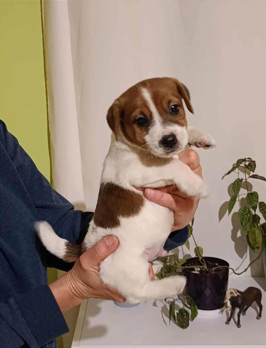 Jack Russell Terrier gładkowłosy ZKwP FCI