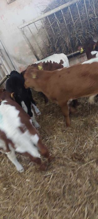 Cieleta buchajki mięsne