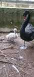 Cisne  preto novo