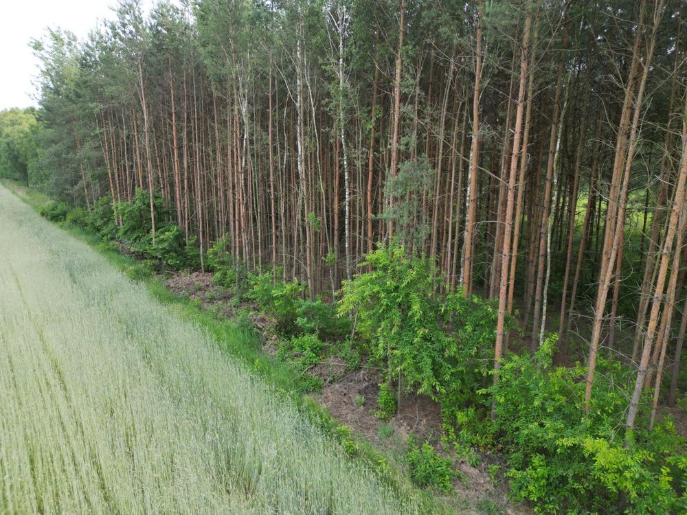Okazja działka leśna w Ślęzakach gmina Baranów Sandomierski LAS
