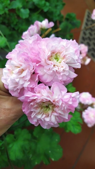 Продам зрізи та вкорінені сортові пеларгонії