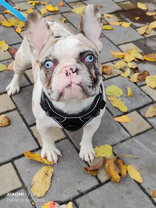 Дівчинка мерлле з блакитними очима.