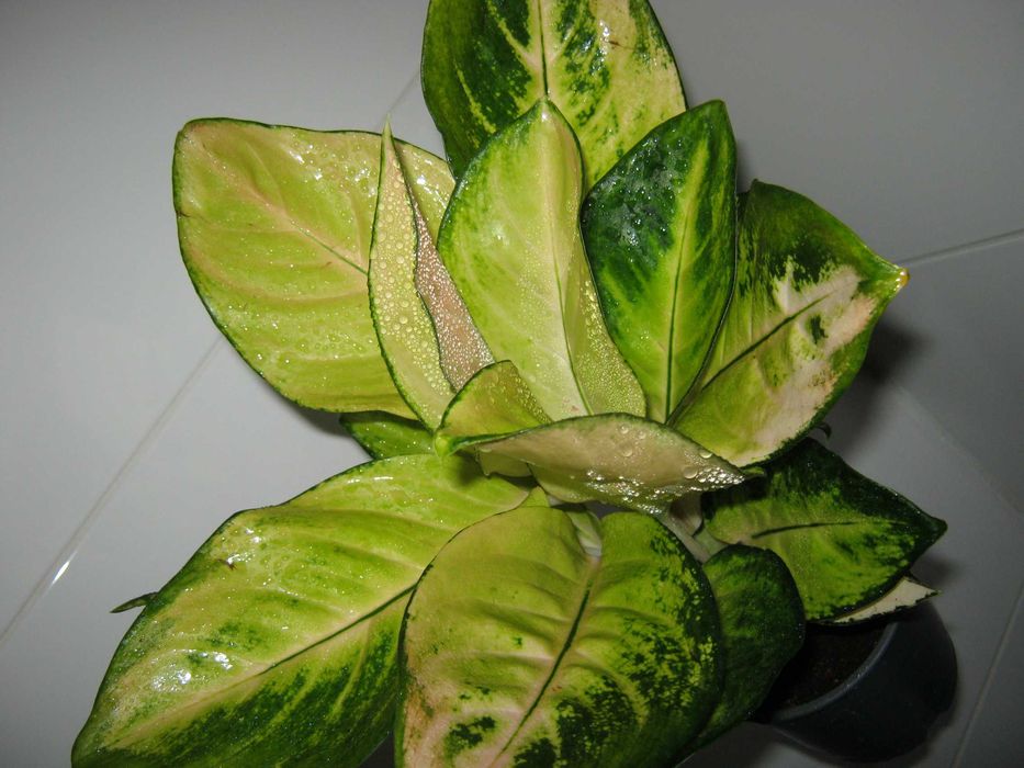 аглаонема красная и желтая есть детки от 350грн