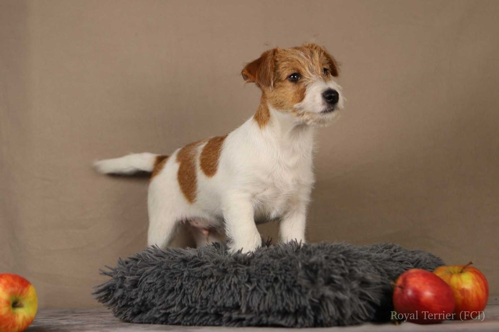 Piesek Jack Russell terrier ZKWP/FCI