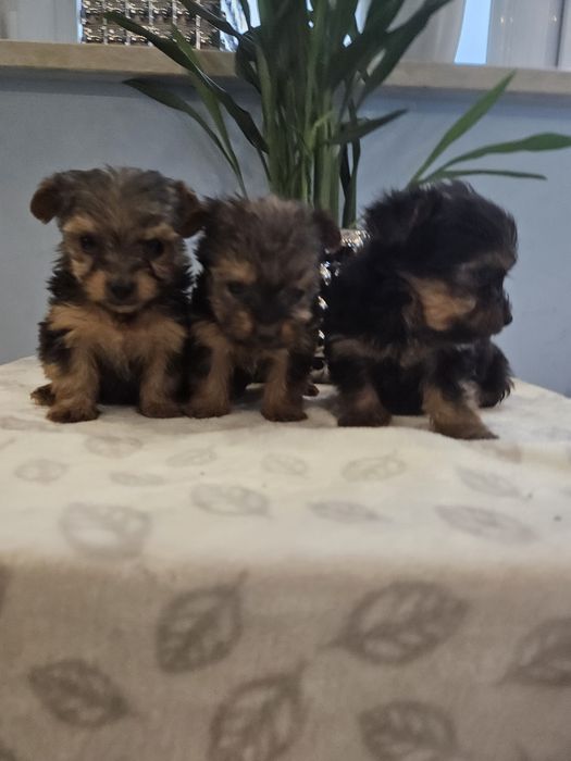 York z Rodowodem do odbioru