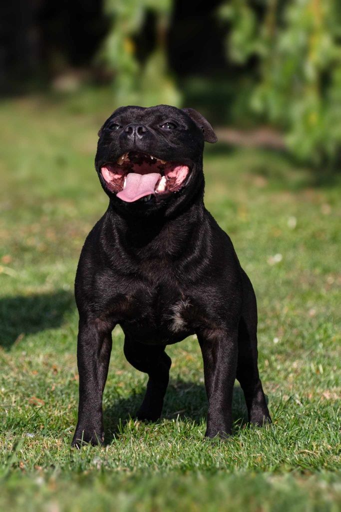 Staffordshire bull terrier piesek, staffik FCI