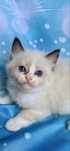 Ragdoll Kocurek Seal Bicolor
