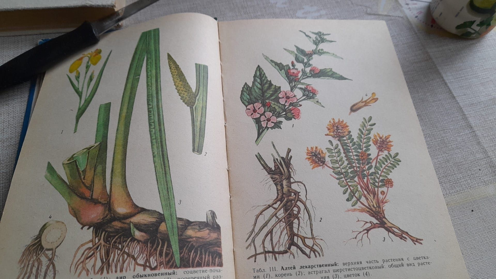 Книга Лекарственные растения Украины