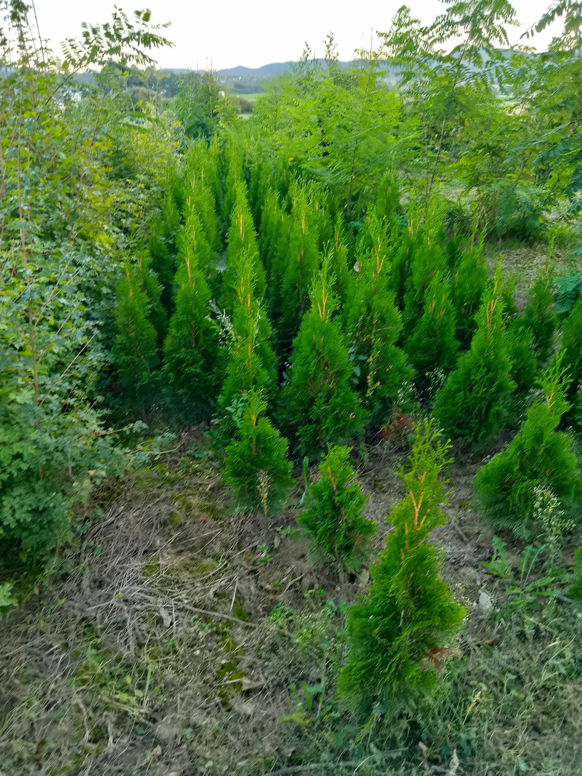 Sadzonki tuja szmaragd, tuja brabant, tuja zwyczajna, ligustr