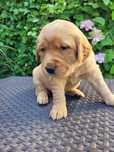 Sprzedam ciemnozlotą suczke rasy Golden Retriver