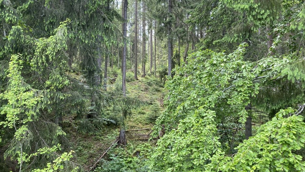 Межує з лісом, під будову і класним видом