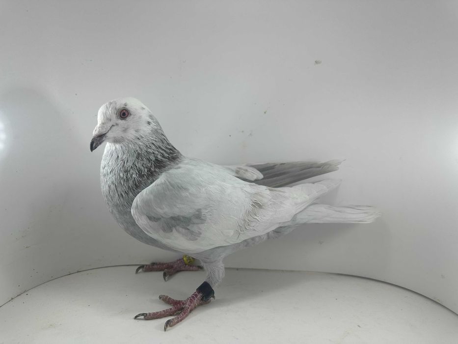 Gołębie pocztowe- lotowane samczyki