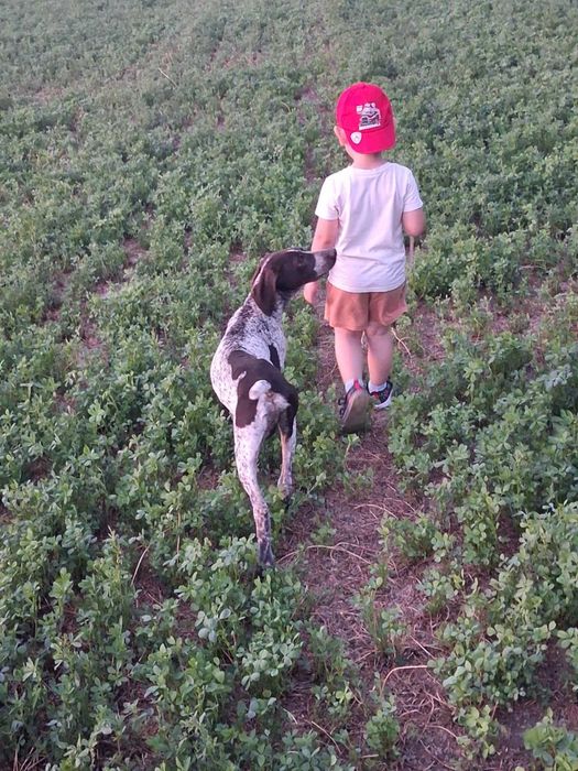 Wyżeł Niemiecki piesek