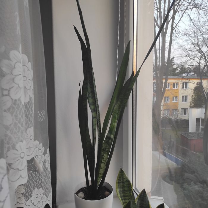 Sprzedam Sensewiere  wysokość 110  mierzone bez doniczki . cm