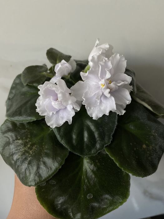 Сортові фіалки