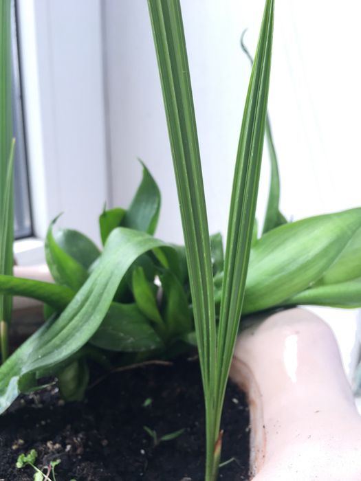 Фінік Сансиверия