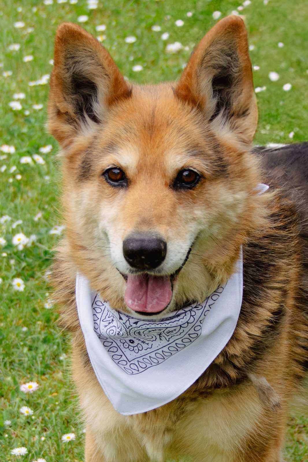 Gaja - 9 letnia suczka do adopcji, która kocha ludzi całym sercem!