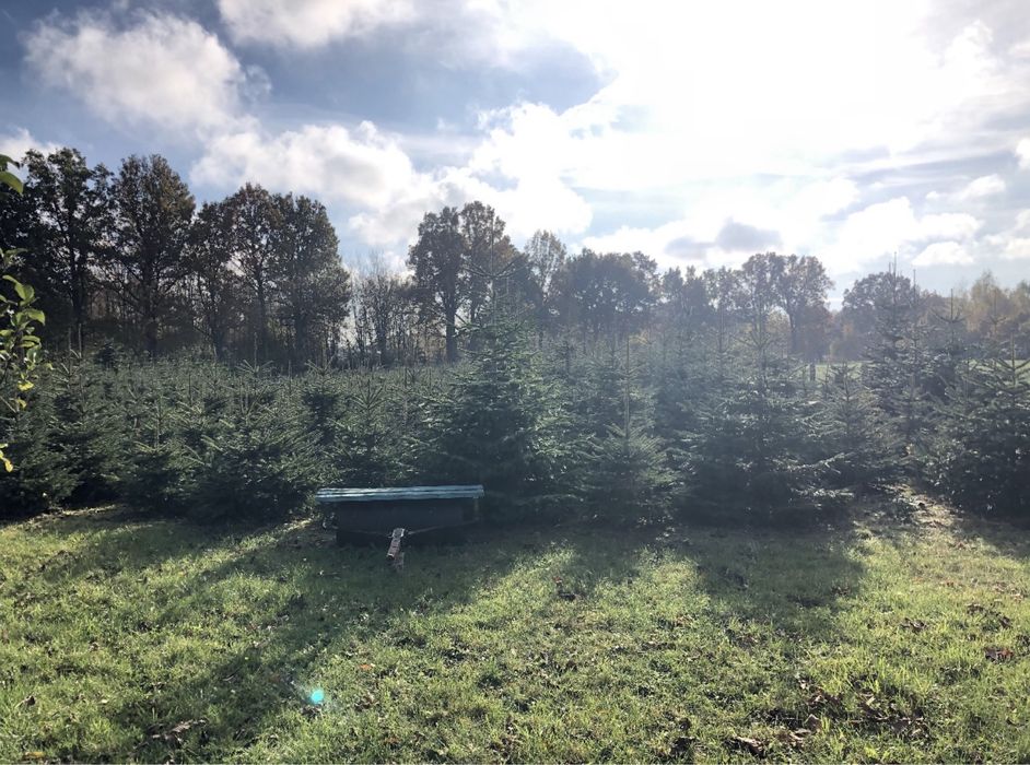 Stroisz / Gałęzie– Jodła Kaukaska i Świerk Srebrny!