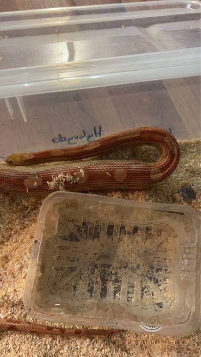 Dorosla samic weza hybryda