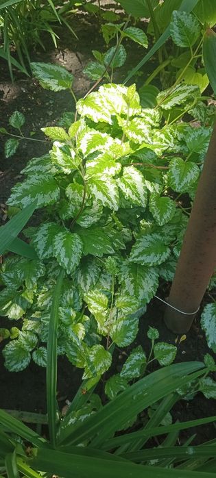 Продам саженцы растений