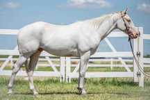 Wałach AQH American Quarter Horse cremello