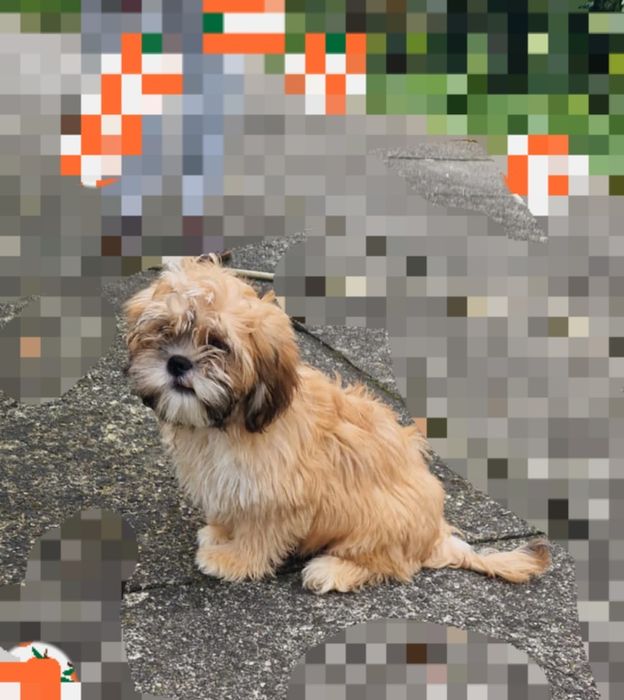 Lhasa apso piekne maluchy