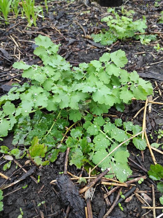 Чистотіл саджанці.