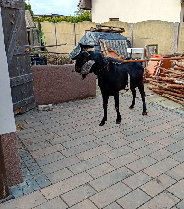 Kozioł anglonobijsk 100% zaprasza kozy