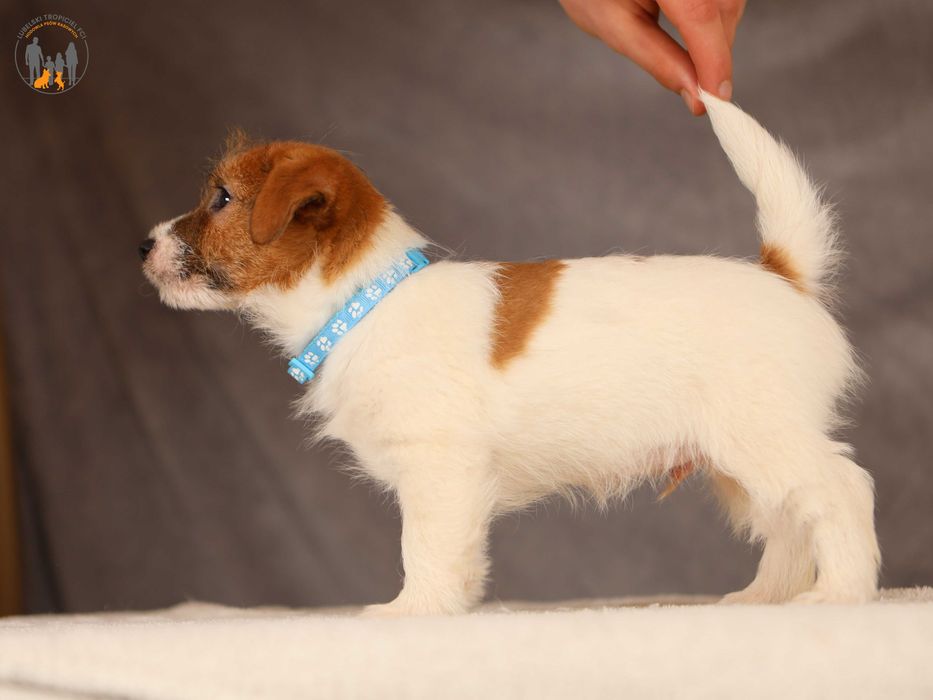 Jack Russell Terrier ZKwP FCI po Championie PL